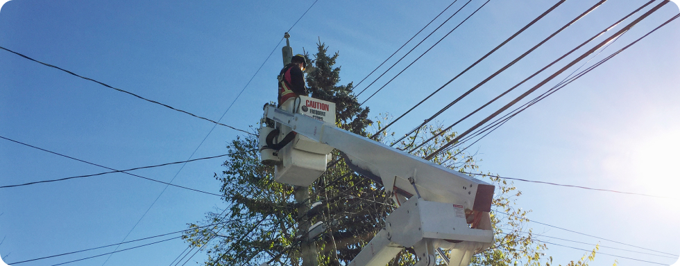 Tree Trimming Program