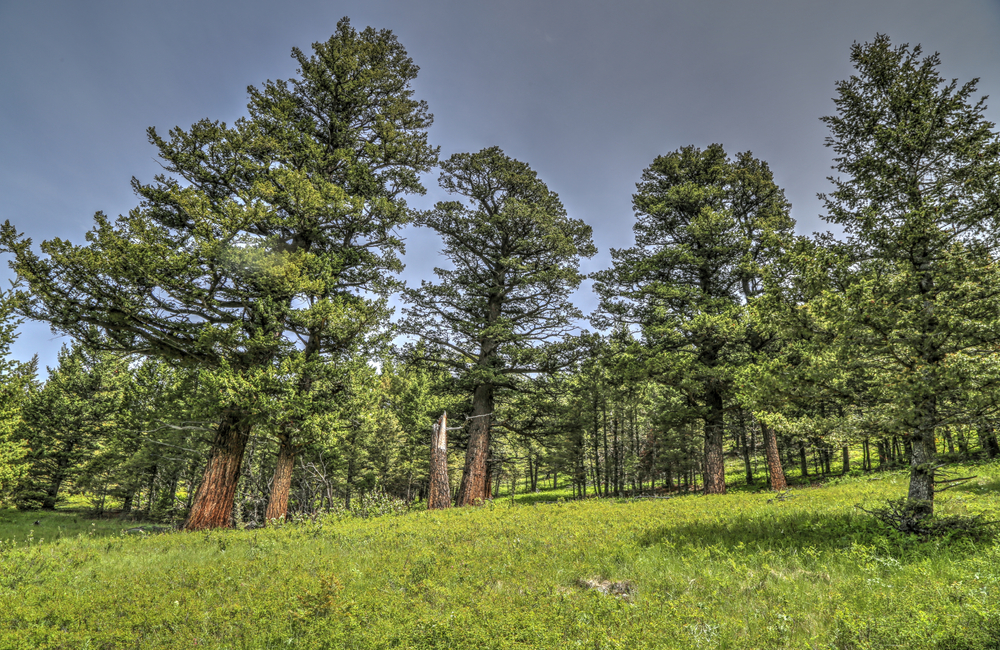 ENMAX_News-Calgary_grid_climate_trees.png